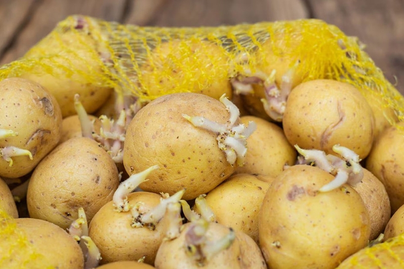 Mẹo bảo quản khoai tây không mọc mầm - 07