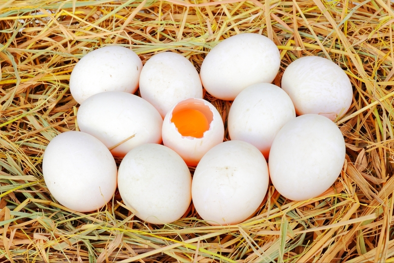 mẹo tăng protein trong trứng 3