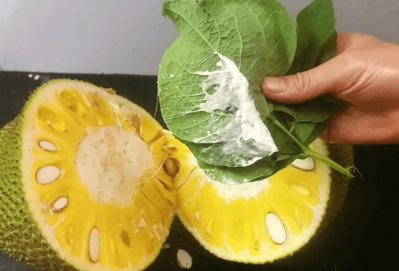 Mẹo tẩy nhựa mít ảnh 2