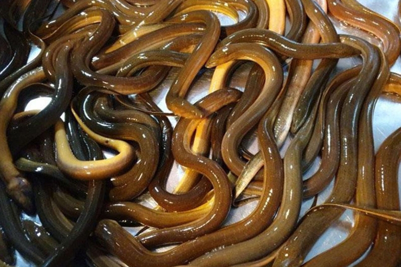 Cách làm miến lươn nước - 10