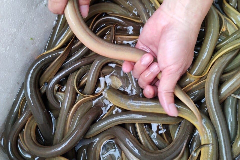 Cách làm miến lươn nước - 09