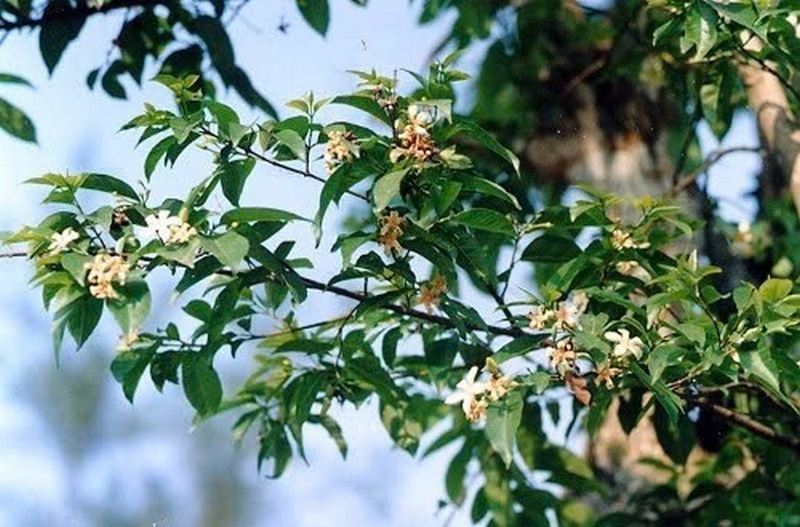 mộc hoa trắng ảnh 1