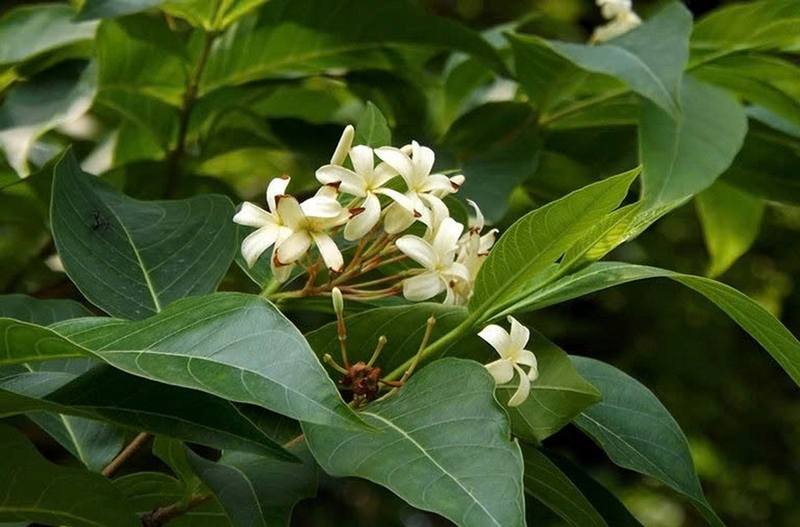 mộc hoa trắng ảnh 2