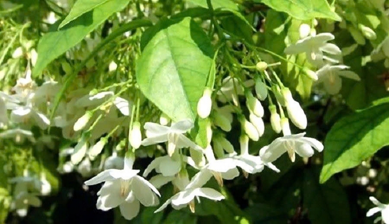 mộc hoa trắng ảnh 3