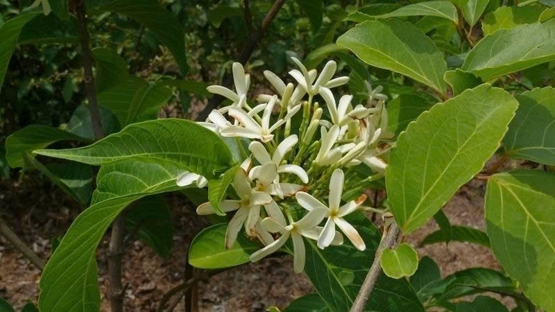 mộc hoa trắng ảnh 4
