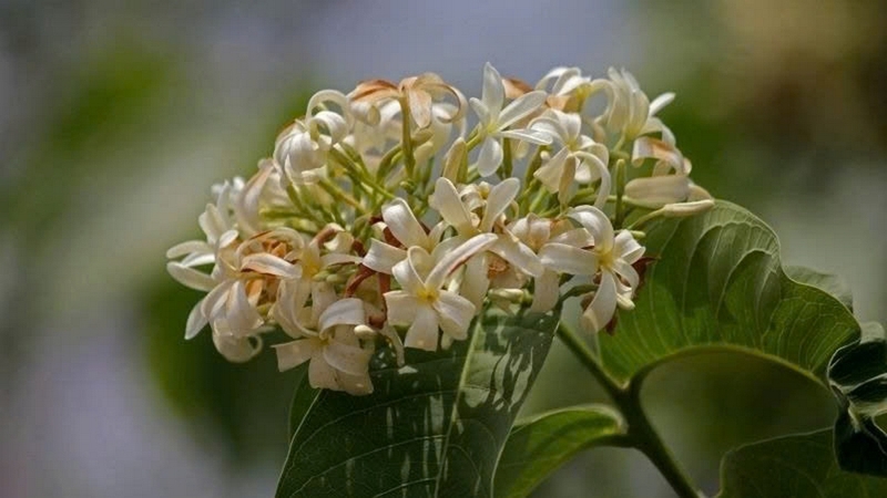 mộc hoa trắng ảnh 6