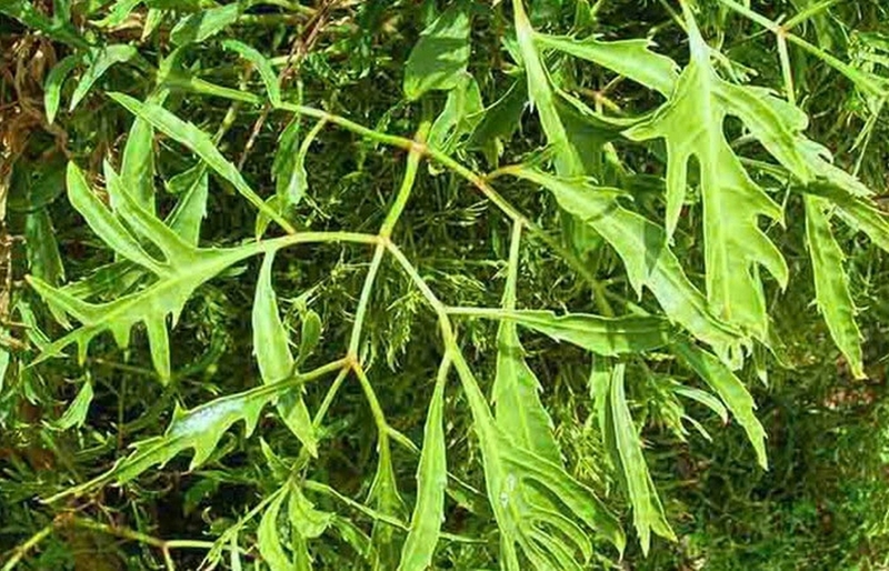 món ăn từ lá đinh lăng ảnh 1