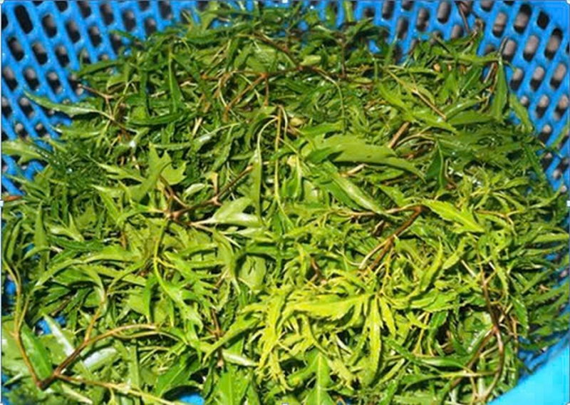 món ăn từ lá đinh lăng ảnh 2