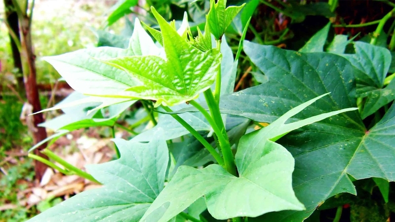 món ăn từ rau lang (ảnh 1)