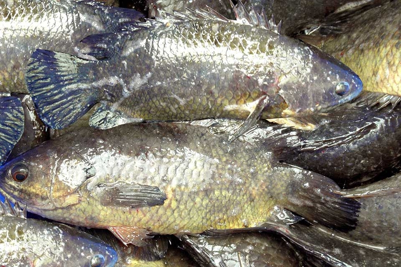 Món ngon từ cá rô đồng - 06