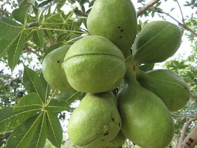 Mủ trôm và cách chế biến ảnh 4