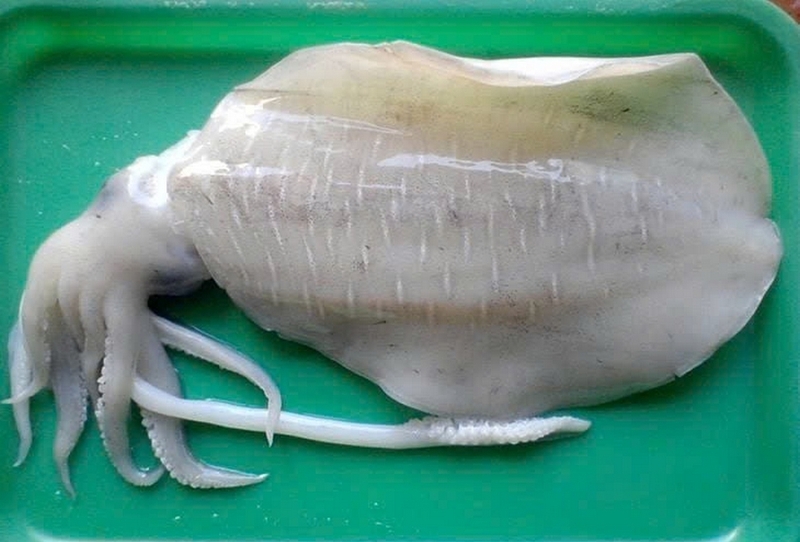 mực lá nướng ảnh 2