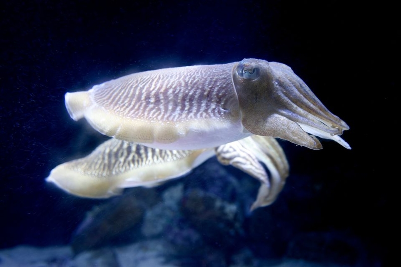 mực nang làm gì ngon (ảnh 1)