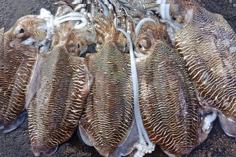 mực nang làm gì ngon (ảnh 2)