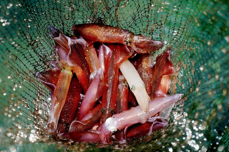 Mực nhảy ảnh 2