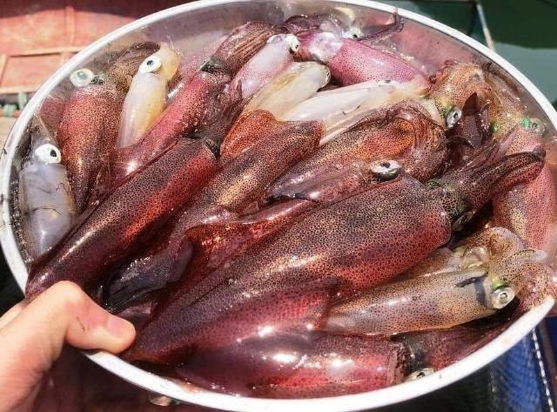 Mực nhảy ảnh 3