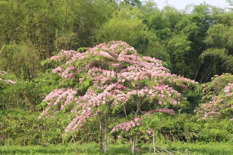 Muồng hoa đào 1