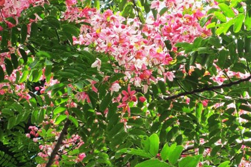 Muồng hoa đào 8