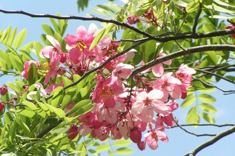 Muồng hoa đào 11