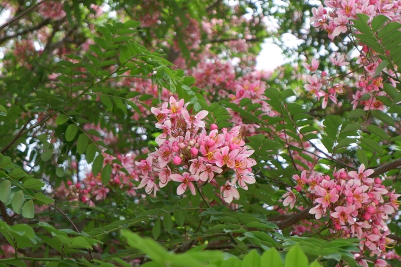 Muồng hoa đào 10