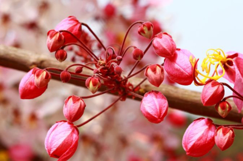 Muồng hoa đào 11