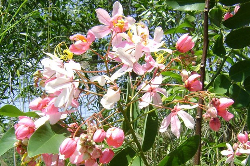 Muồng hoa đào 9