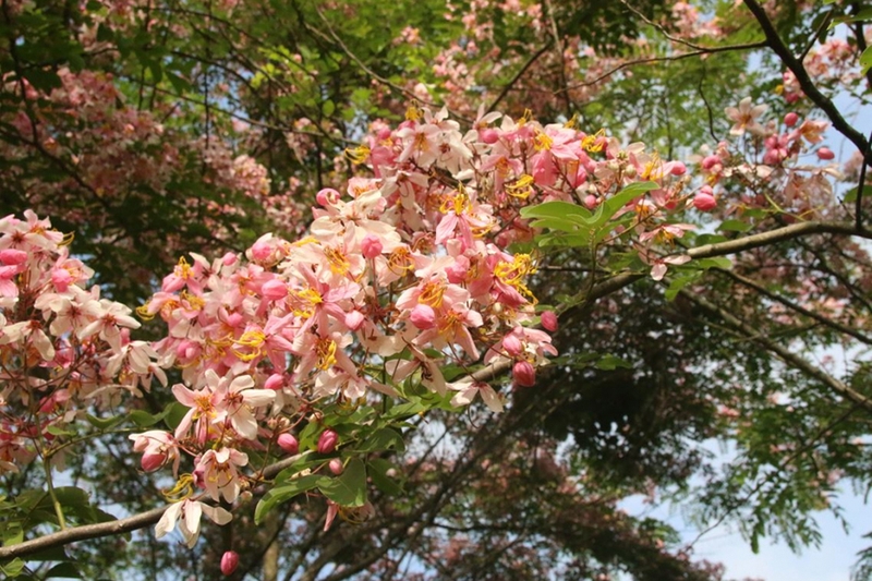Muồng hoa đào 3
