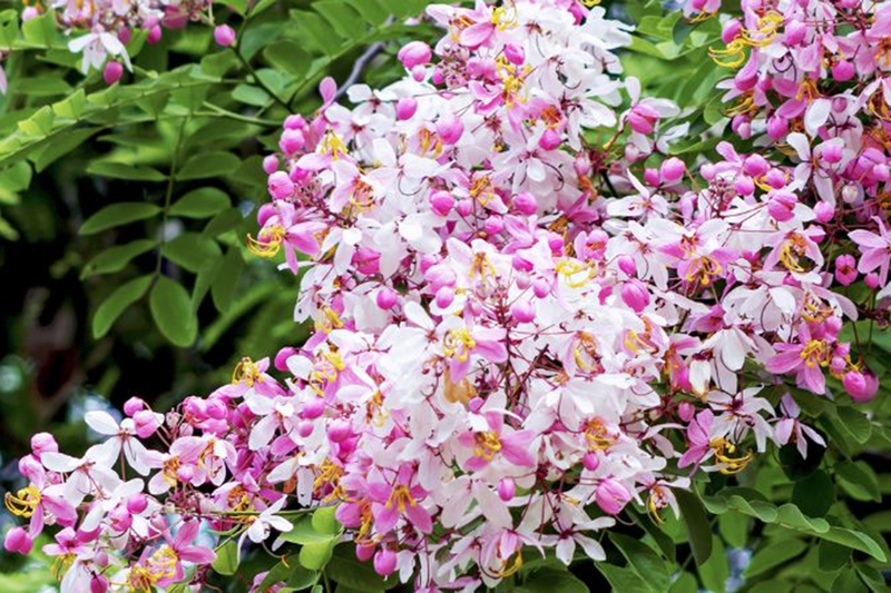 Muồng hoa đào 6