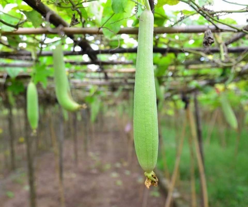 Cách làm mướp xào lòng gà - 08