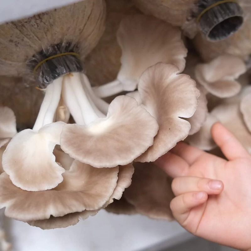 nấm bào ngư xám ảnh 10