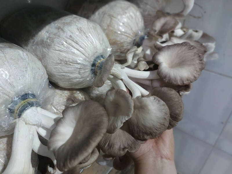 nấm bào ngư xám ảnh 1