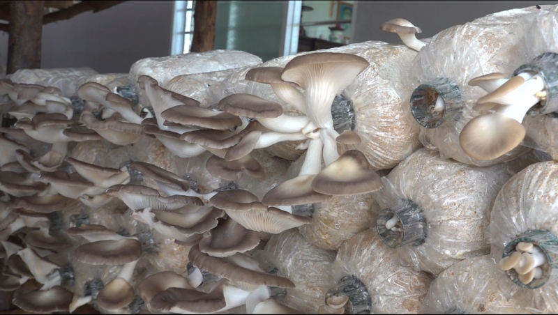 nấm bào ngư xám ảnh 2