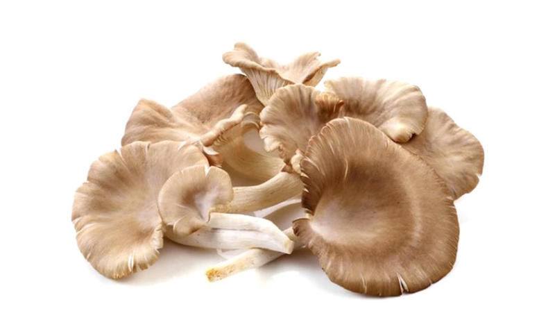 nấm bào ngư xám ảnh 3