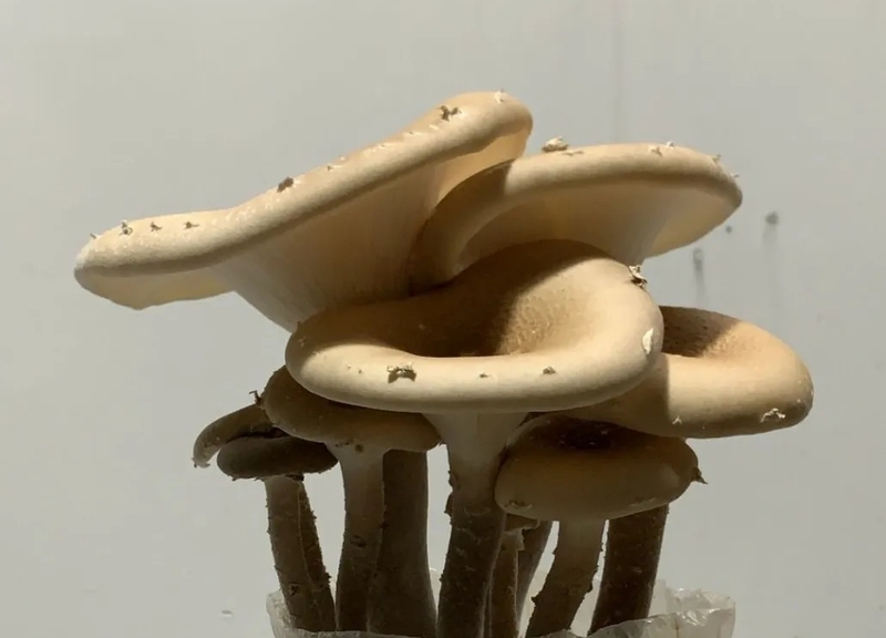 nấm chân dài 2