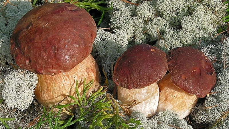 Nấm gan bò tía
