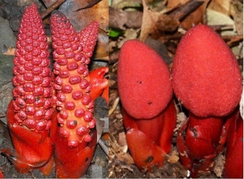 nấm ngọc cẩu ảnh 1