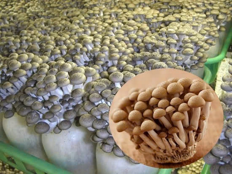 Nấm ngọc tẩm ảnh 1