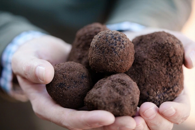 Nấm truffle ảnh 2