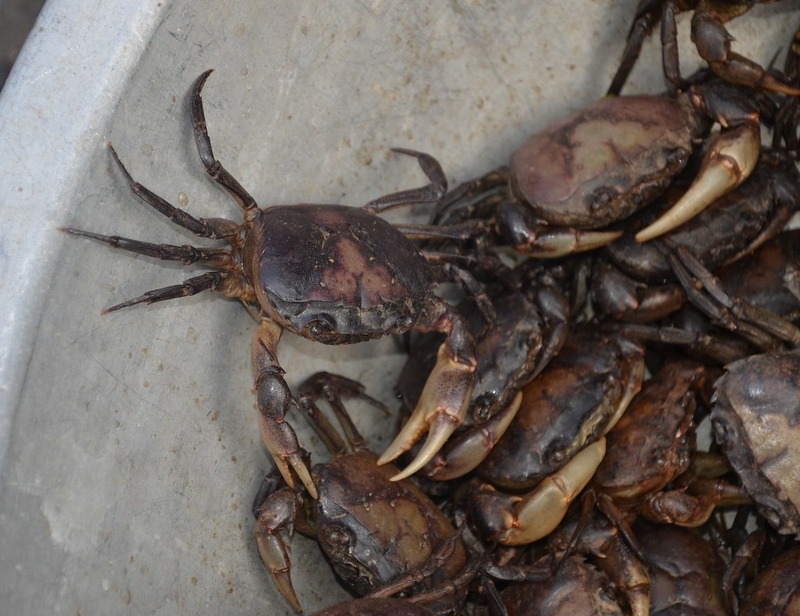 cách nấu canh cua giã tay 2