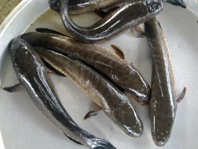 Nem cá quả - 08