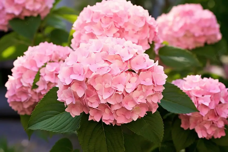 hoa cam tu cau