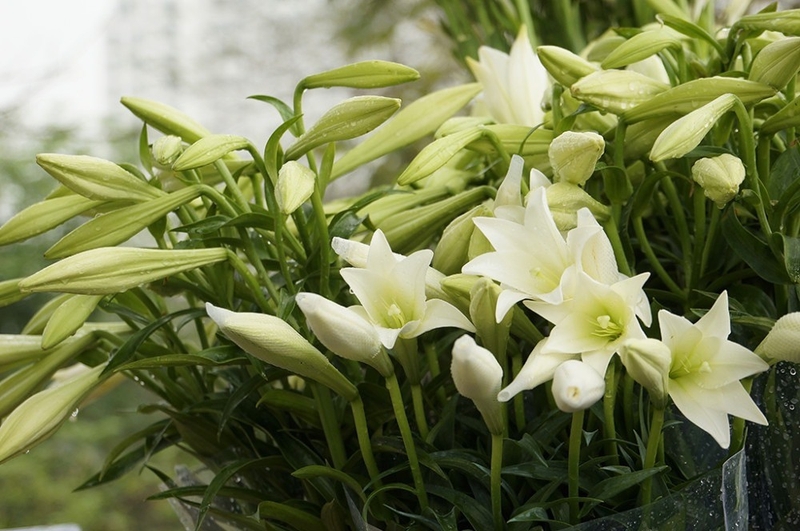 hoa lily tang me