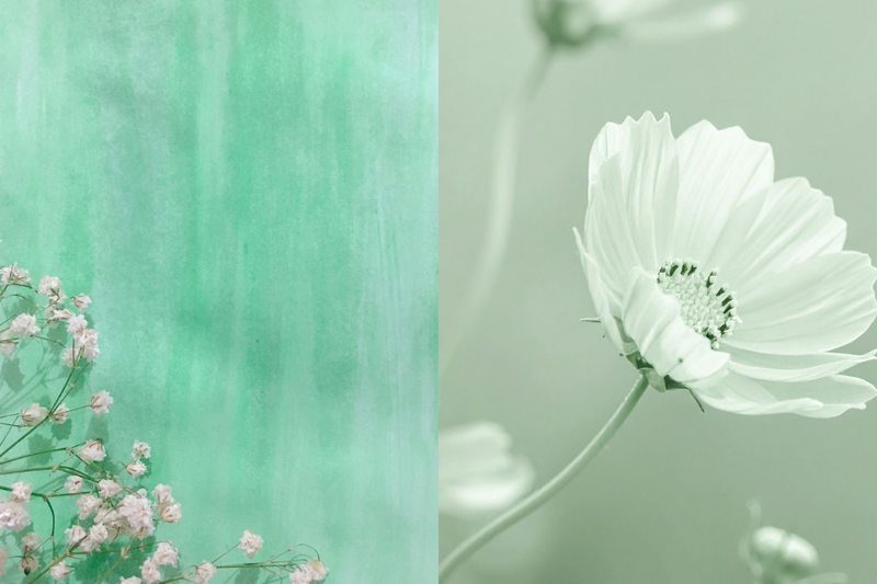 Hình nền xanh lá pastel cho điện thoại 5