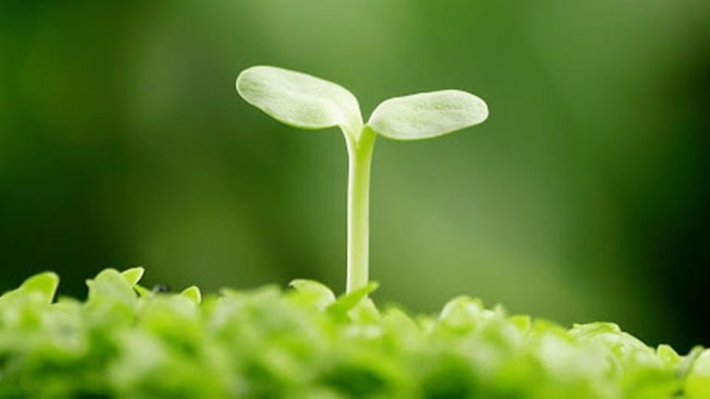 Nghị lực sống là gì? 1