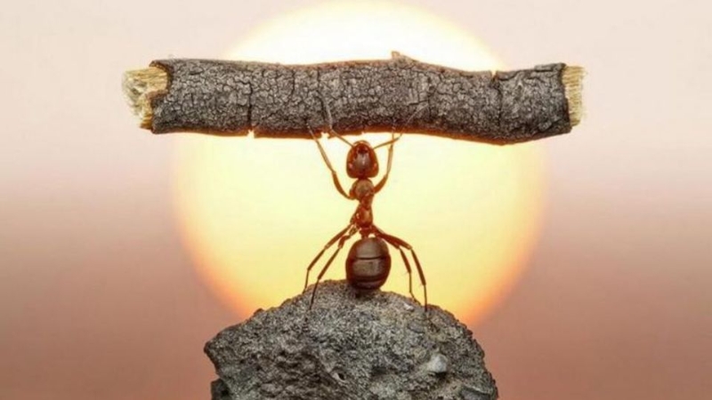 Nghị lực sống là gì? 5