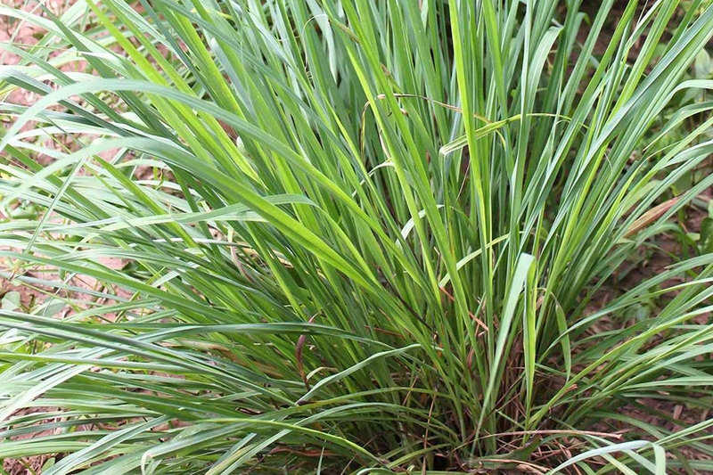 Nhà nhiều muỗi phải làm sao - 06