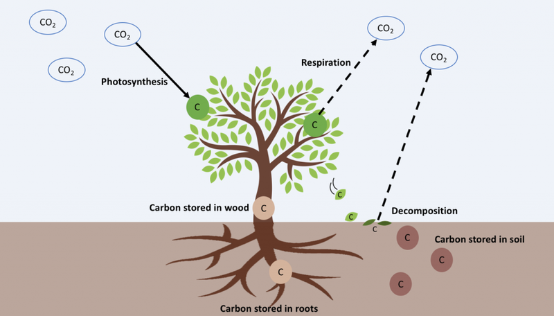 Thực vật hấp thụ CO₂