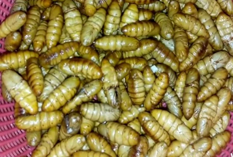 Nhộng ong - 07
