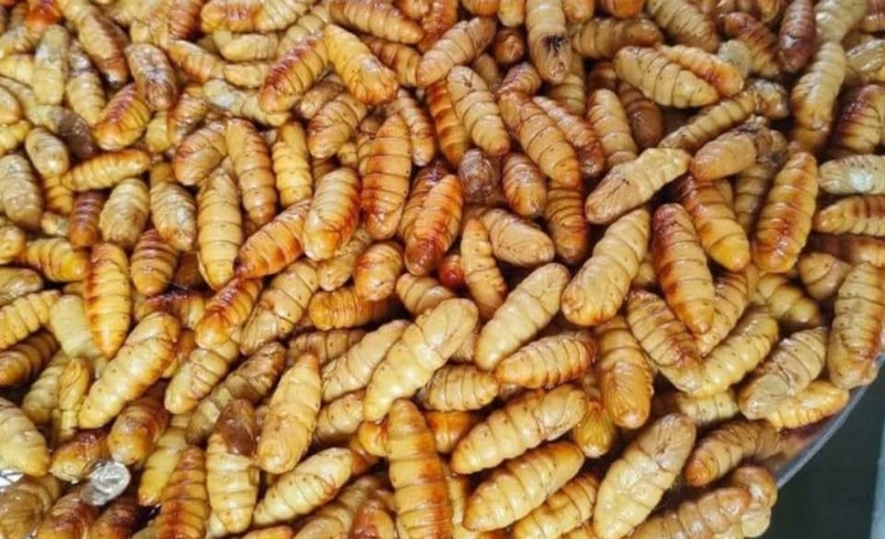 Nhộng ong - 06