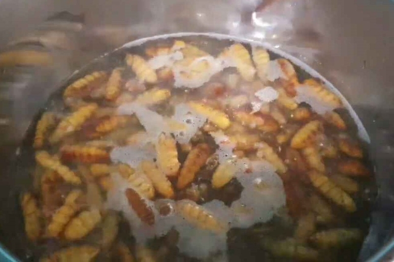 Chần sơ nhộng